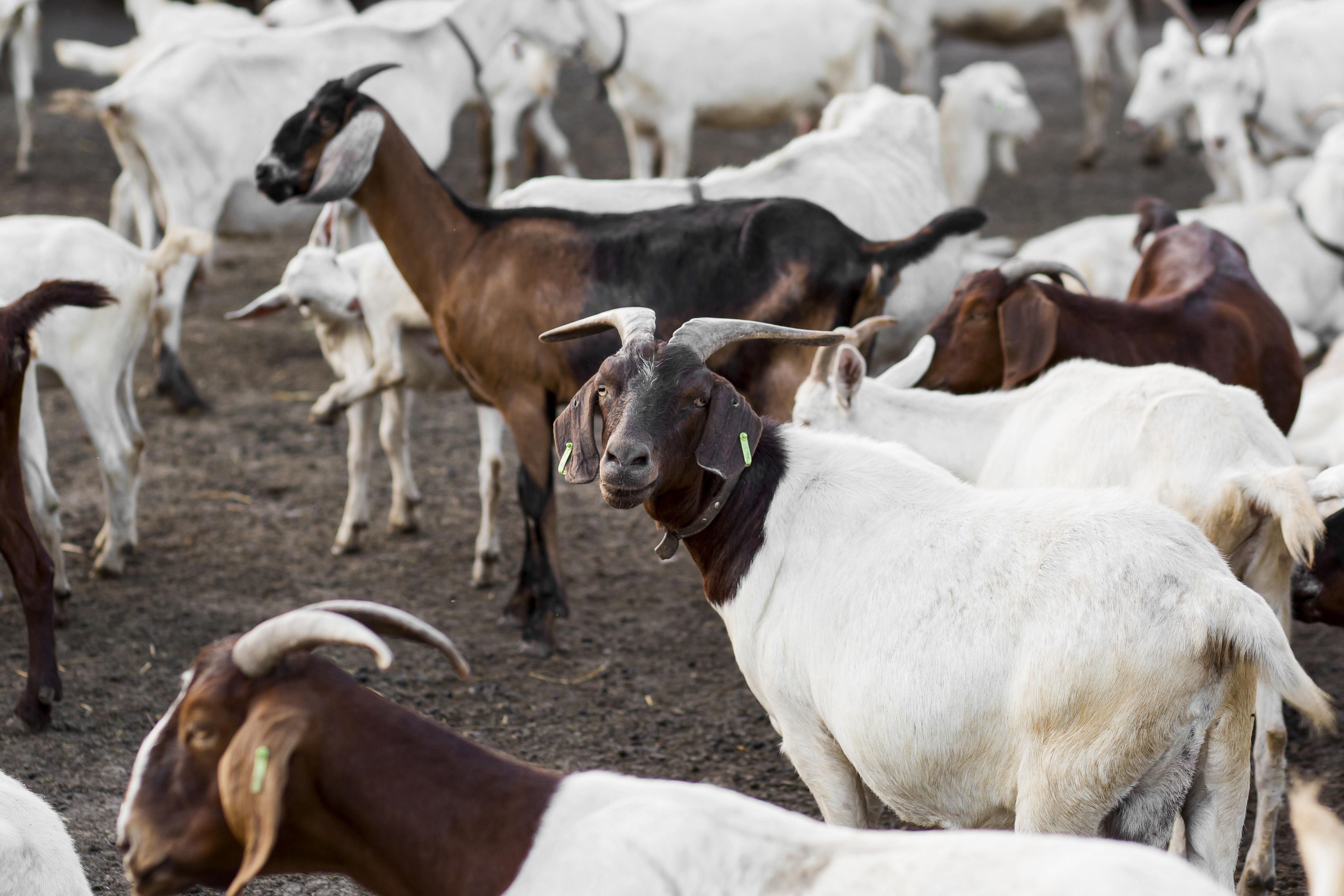 Goat Farming