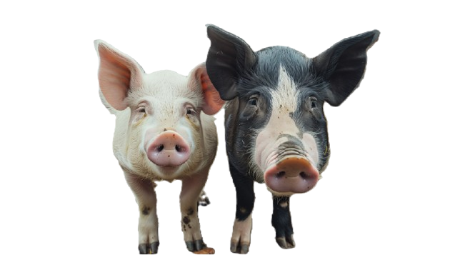 Piggery Farming