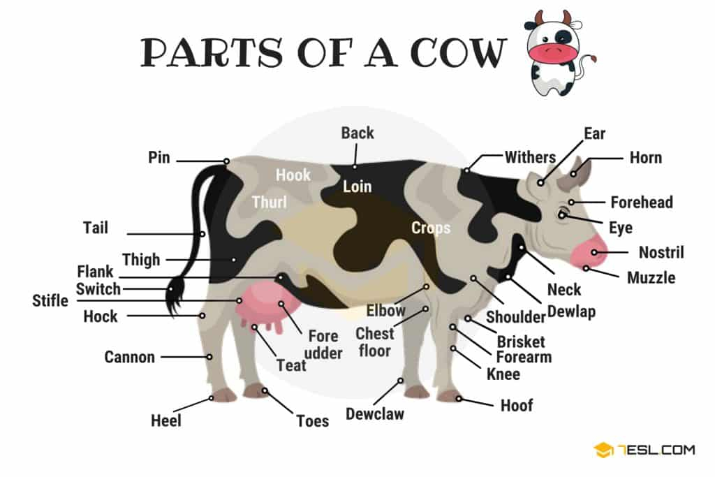 Economic Characters of Dairy Animals