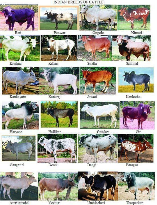 Indigenous Cattle Breeds