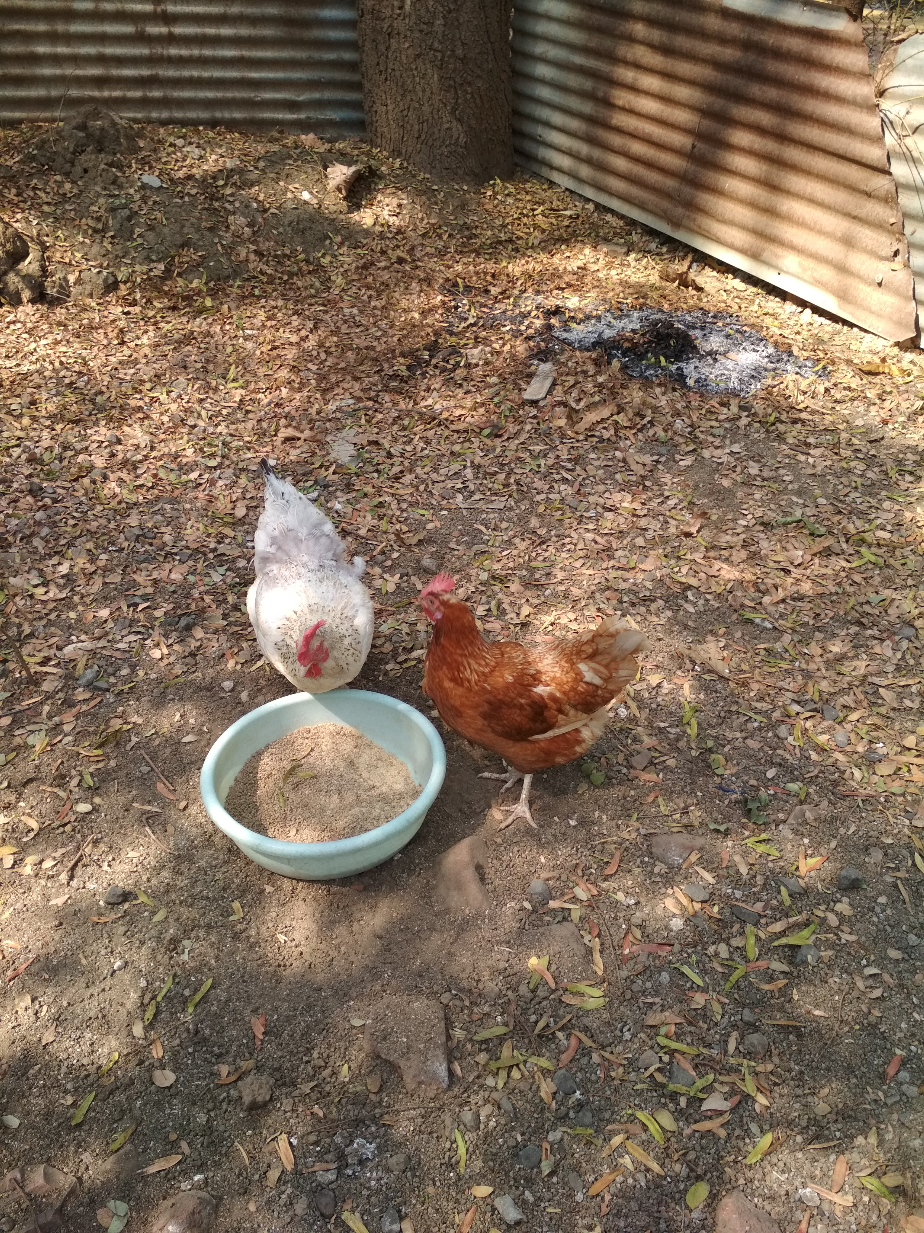 Poultry Feeding