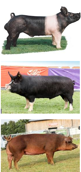 exotic breeds