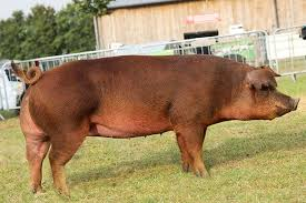 4. Duroc