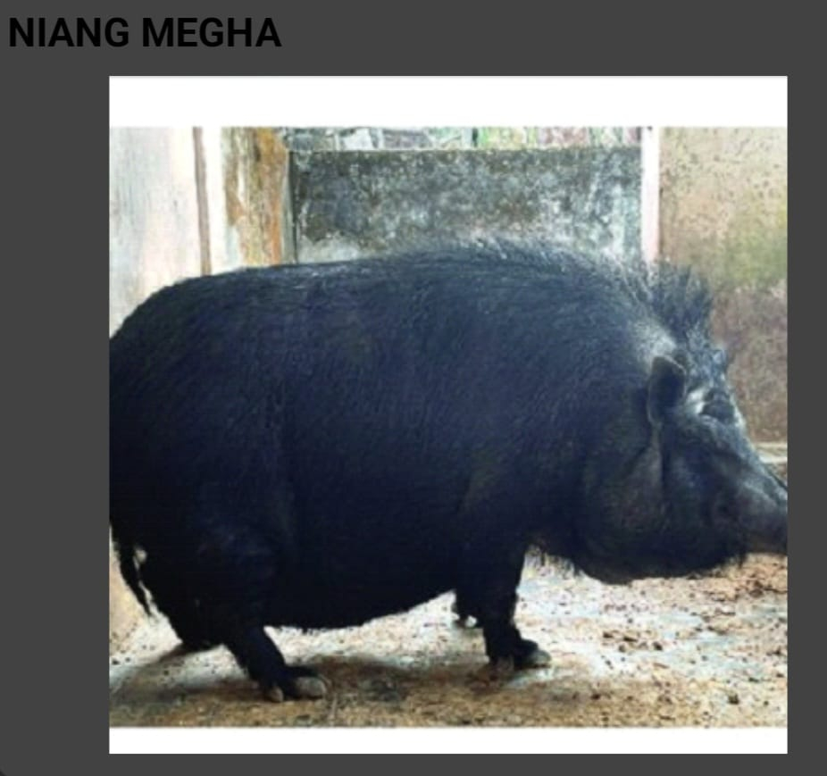 Niang Megha
