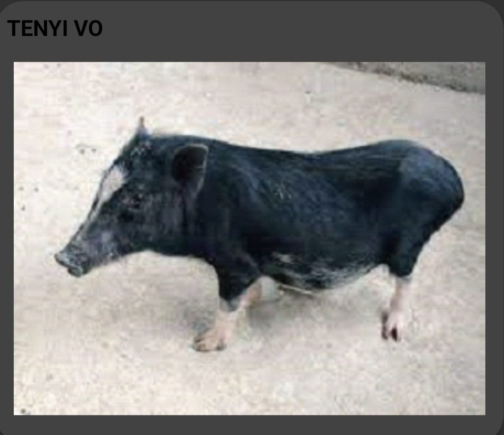 Tenyi Vo