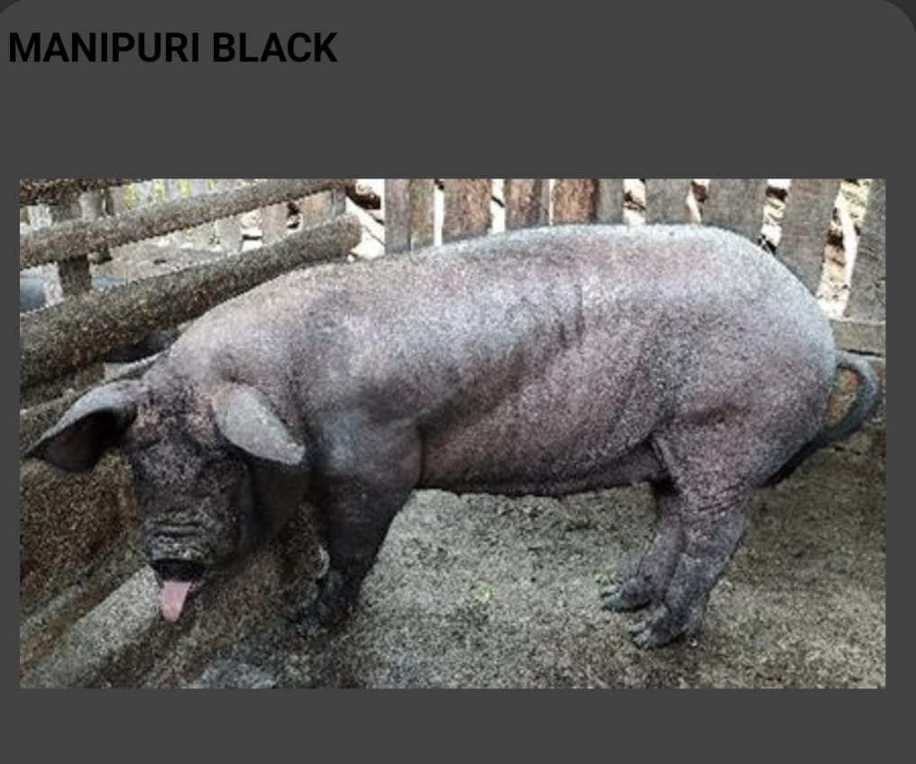 Manipuri Black (Oink/Churak)