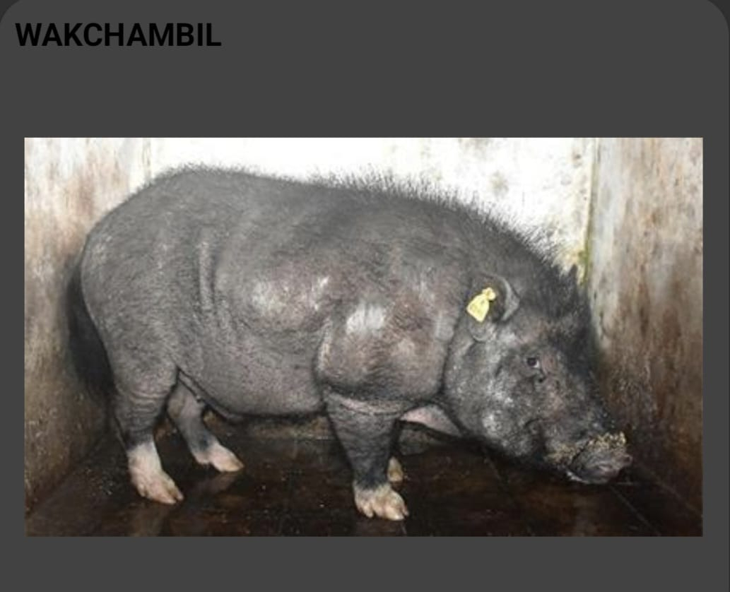 Wak / Chambil Pig