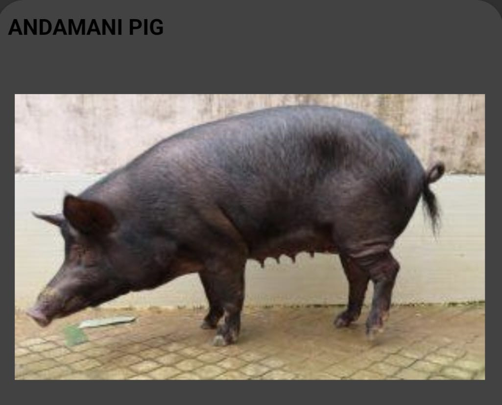 Andamani Pig