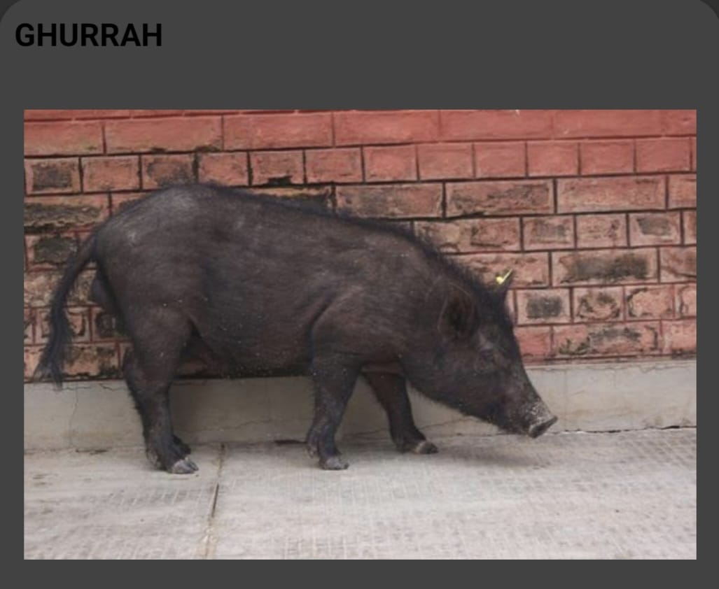 Ghurrah