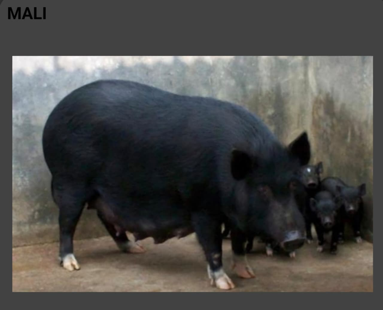 Mali