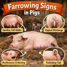 SIGNS OF FARROWING