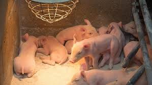Care and Management of Newborn Piglets