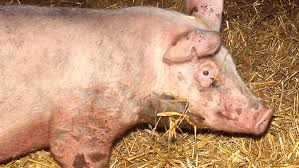 Important Diseases of Pigs: Symptoms and Control
