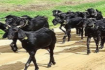 Record Keeping in Goat Farming