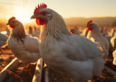 Poultry Farming