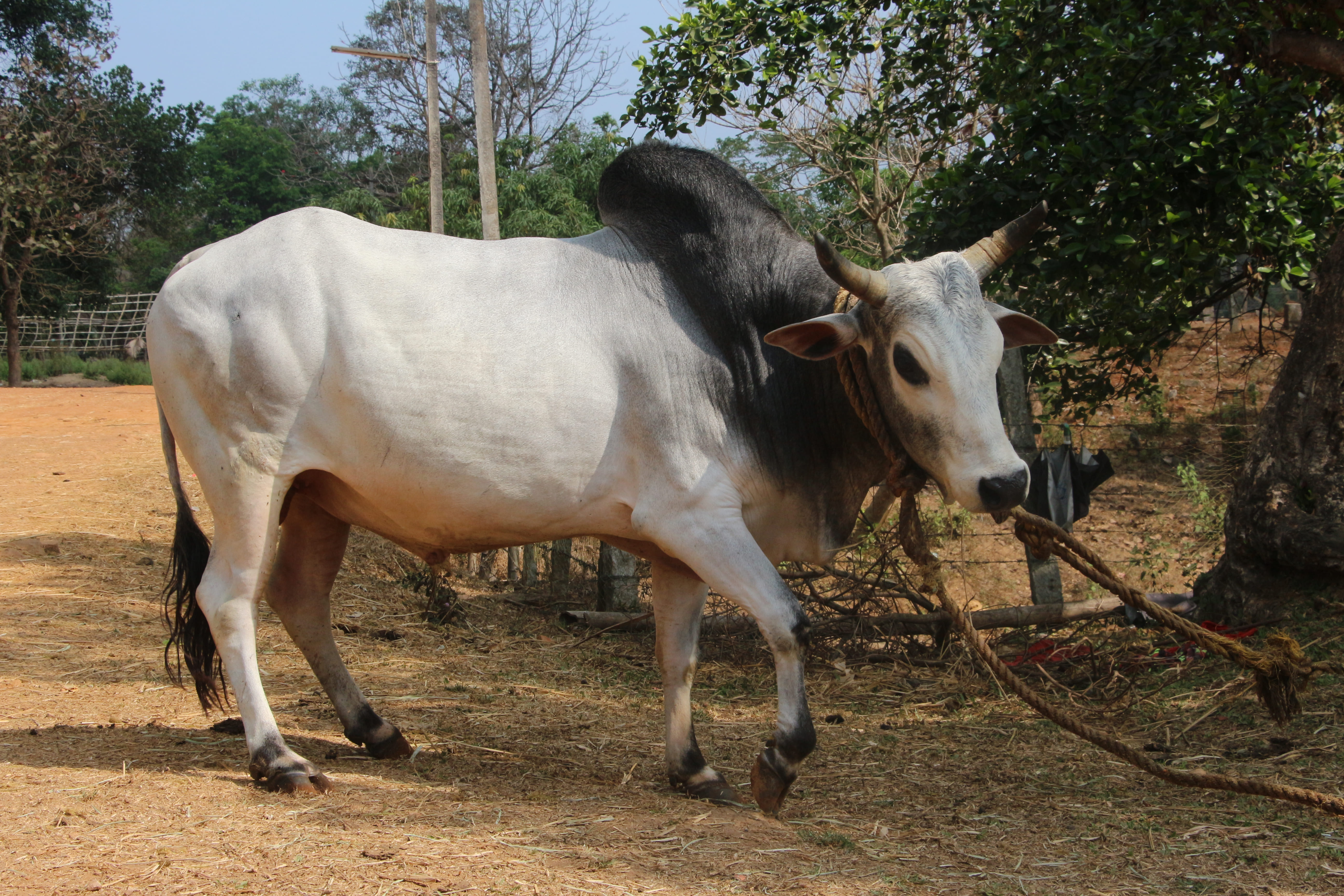 Kherigarh  (Kheri, Kharigarh, Khari)