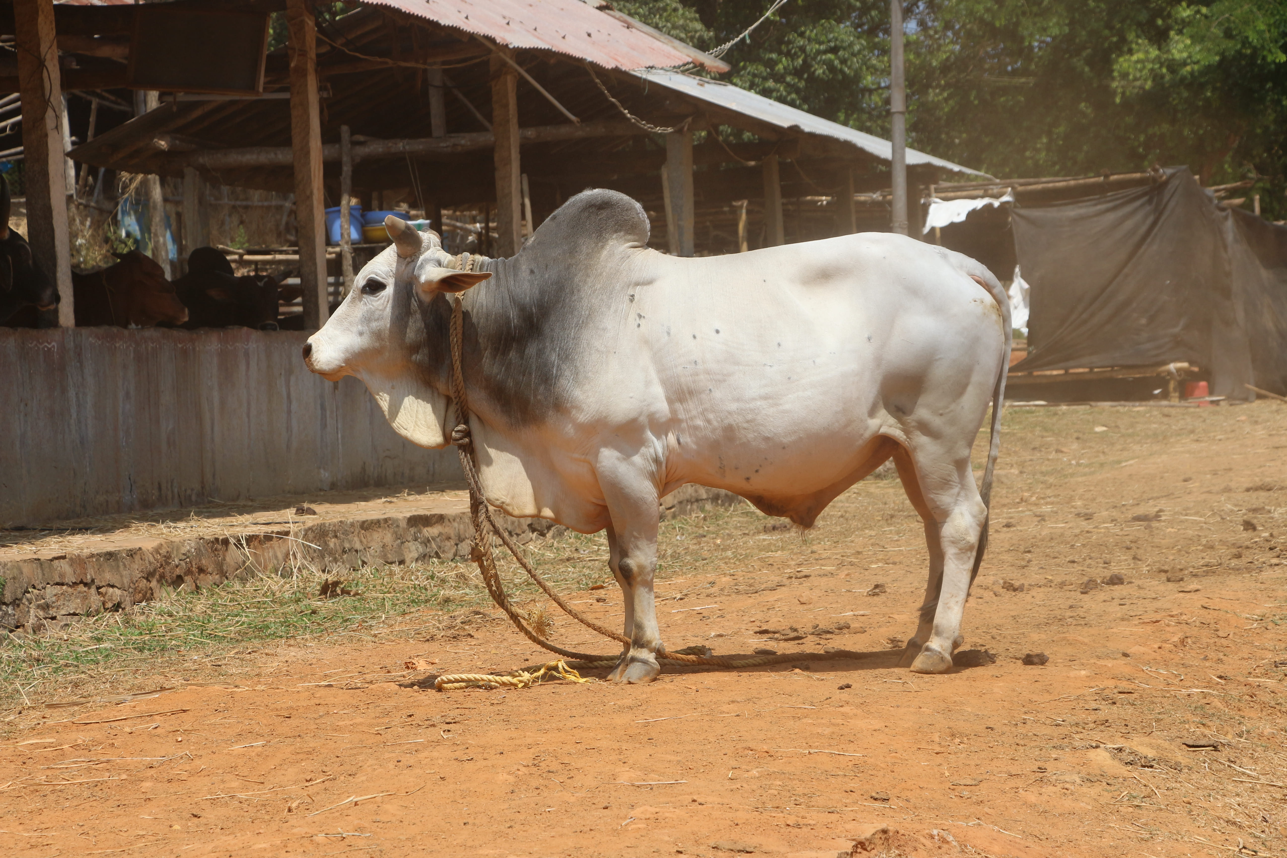 Malvi (Mahadeo puri, Manthani)