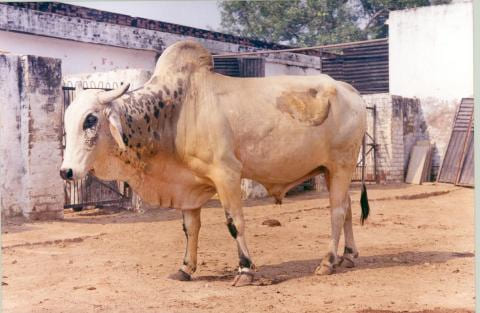 Mewati (Kosi and Mehwati)
