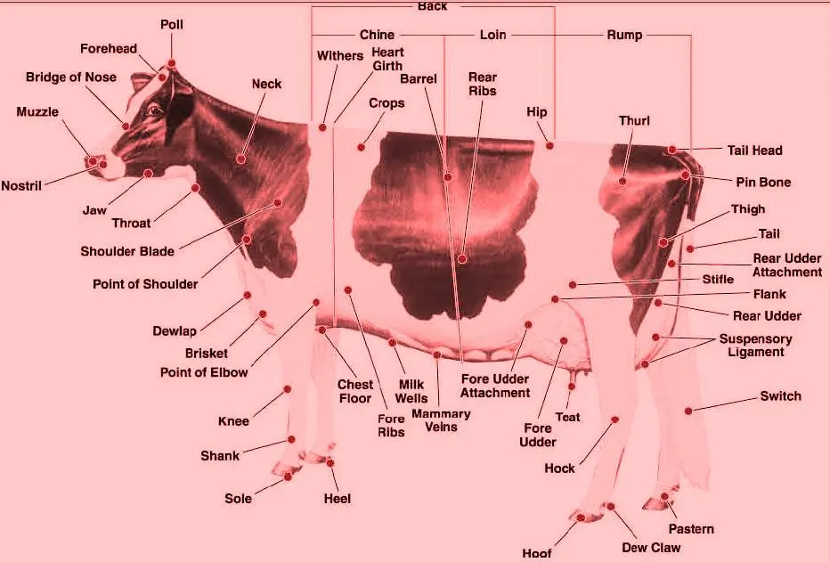 Care and Management of Different Category of Animals