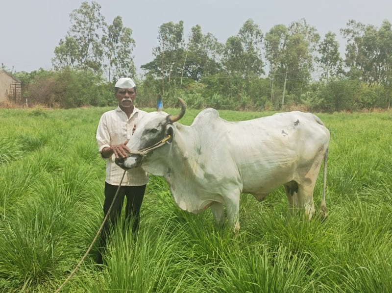 Indigenous Dual purpose breeds of Cattle