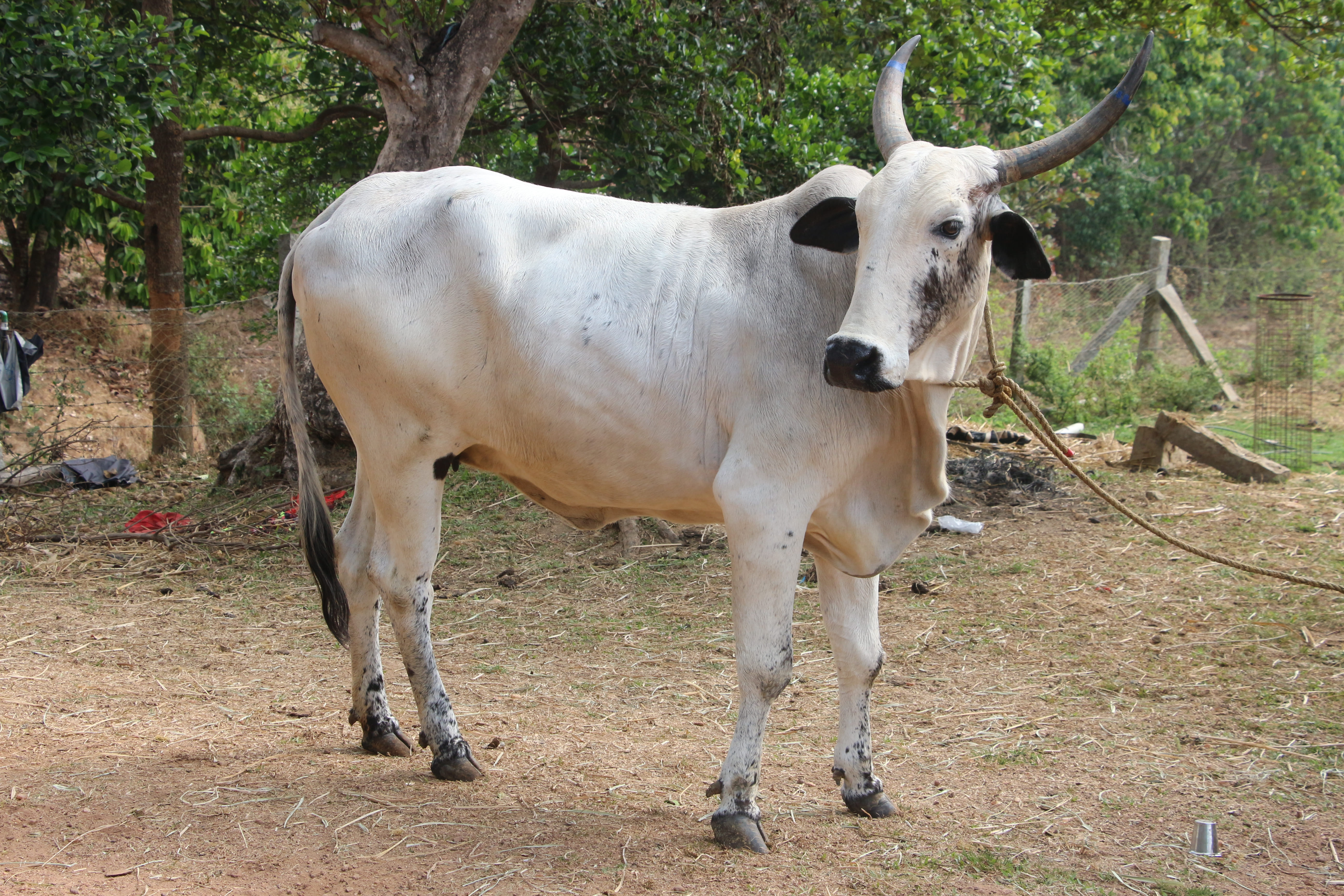 Deoni
