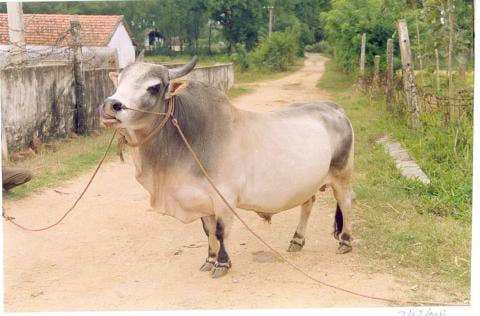 Punganur