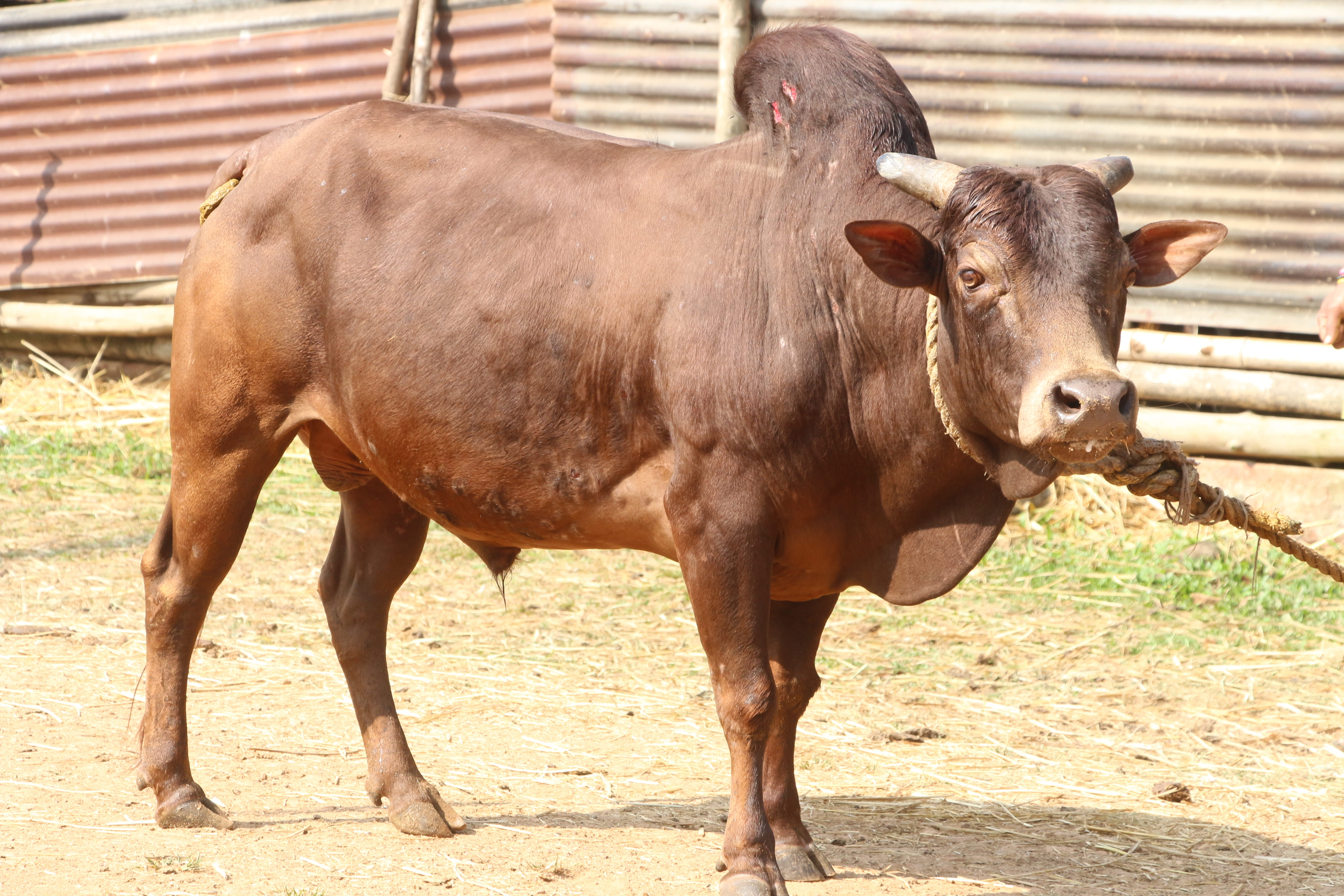 Malnad Gidda (Gidda, Uradana Varshagandhi)