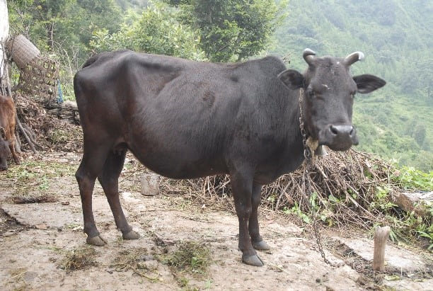 Badri (Pahadi)