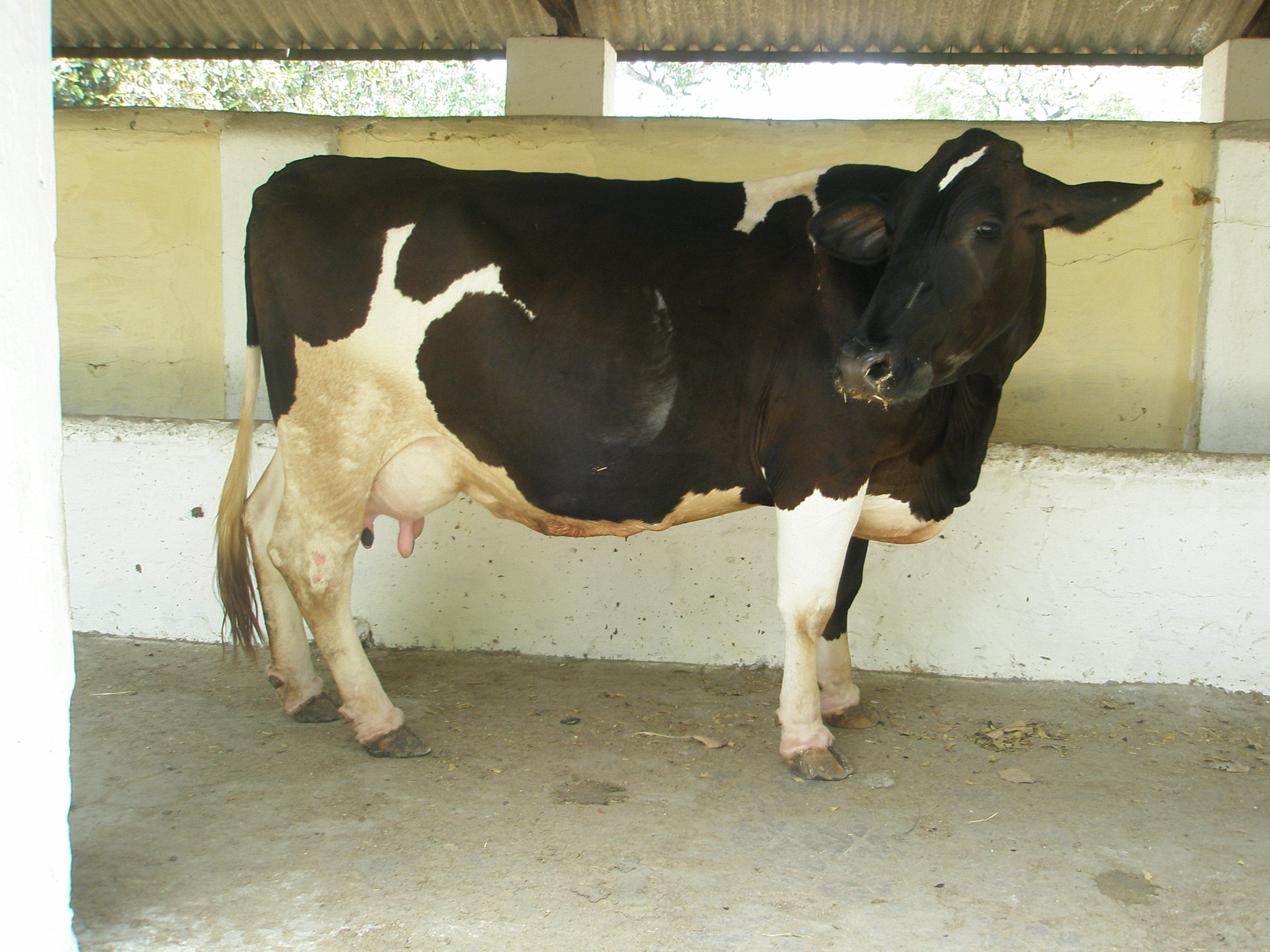 Crossbreed Dairy Cattle
