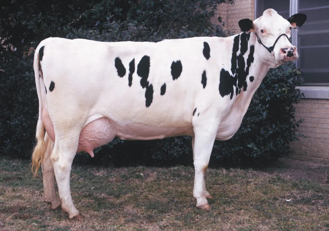 Holstein Friesian