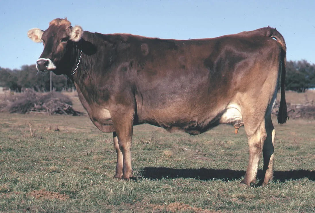Brown Swiss