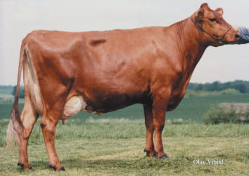 Red Dane