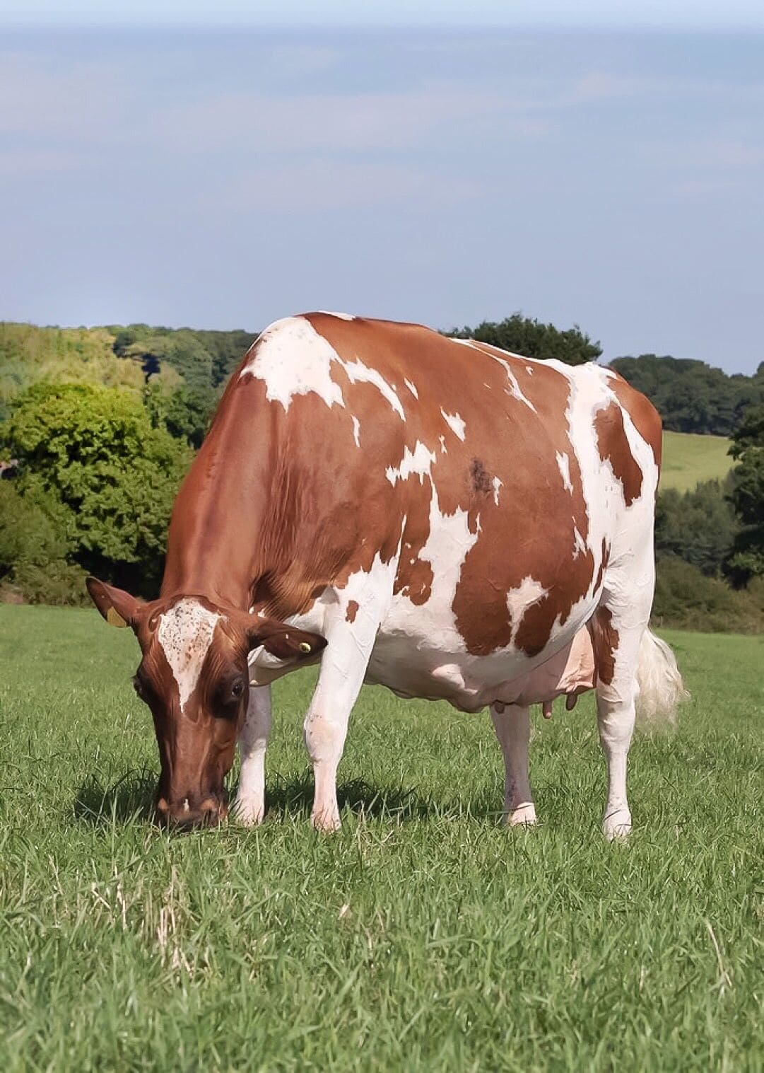 Ayrshire