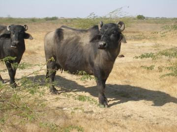 Banni (Kutchi and Kundi)