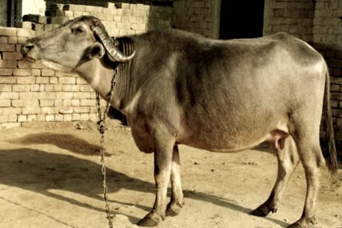 Bhadawari