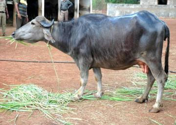 Surti