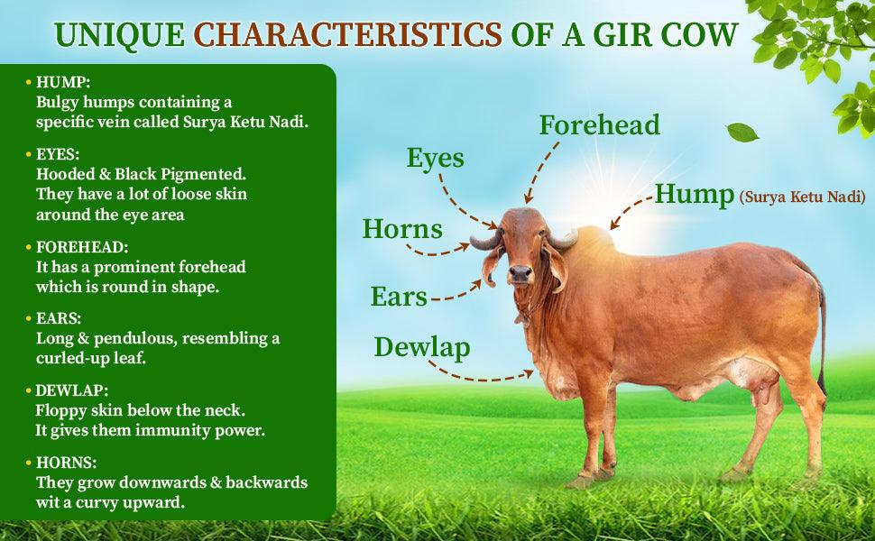 Summer Management of Dairy Animals