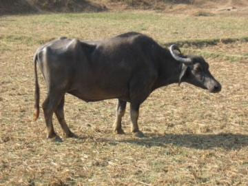 Kalahandi